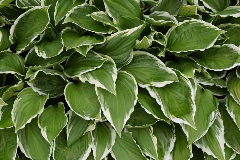 Hosta fortunei var. albomarginata ---